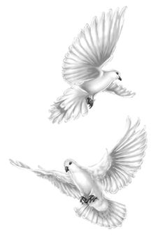 two white doves flying in the air with their wings spread out and facing each other