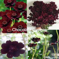 four different types of flowers with the words chocolate cosmos