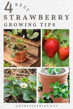 strawberry growing tips for beginners to grow in pots and containers, including strawberries