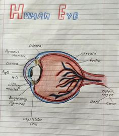 the human eye is labeled in red and blue on lined paper with words above it