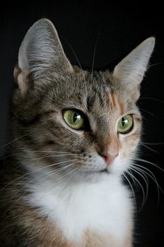 a close up of a cat with green eyes