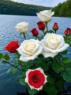 several white and red roses are in the water