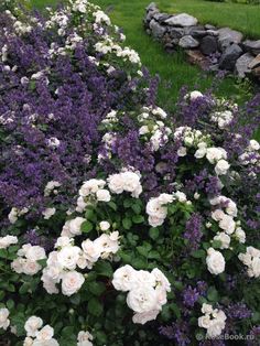 some white and purple flowers in a garden