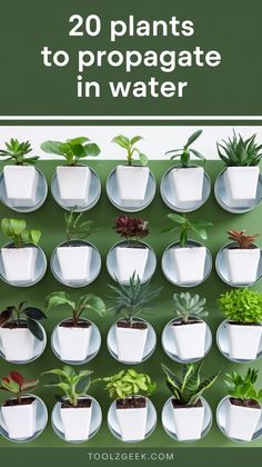 there are many plants that are in the white bowl on the wall with text overlay reading 20 plants to propagate in water