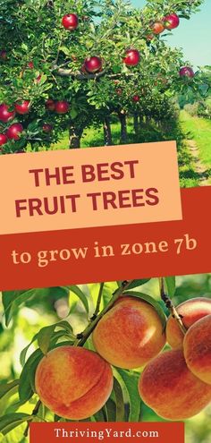 the best fruit trees to grow in zone 7b with text overlay that reads, the best fruit trees to grow in zone 7b