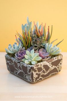 small succulent plants in a cement planter