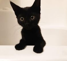 a black kitten is sitting on the edge of a bathtub looking at the camera