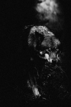 a black and white photo of a wolf in the dark