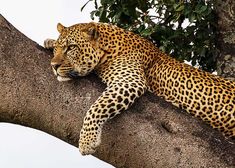 a leopard is sleeping on the branch of a tree