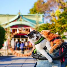 an orange and white cat sitting on the back of a blue suitcase while being hugged by another cat