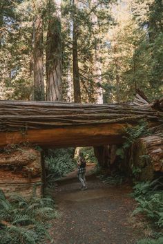 a person riding a bike through a forest with large trees and logs on the ground