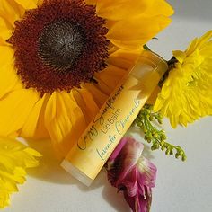 Cozy Sunflower is ecstatic to introduce our all natural lip balm!! Listing is for single chapstick. Adjust quantity for more than one. Beeswax lip balm moisturizes and helps protect your lips. Glides on smooth and rapidly absorbed into lips. Perfect for the drying heat of summer and the bitter cold of winter. All natural and hand made in small batches with raw ingredients. Ingredients: Bees Wax, Shea Butter, Coconut Oil, Apricot Oil, Natural Essential Oils Bee Wax Lip Balm, Bees Wax Lip Balm, Wax Lips, Scented Lip Balm, Beeswax Lip Balm, Apricot Oil, Peeling Skin, Natural Lip Balm, Lip Balm Gloss