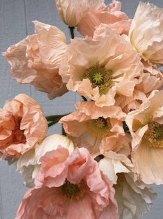 Sherbert colored poppies Soil Blocks, Icelandic Poppy, Icelandic Poppies, Long Vase, Tin Cup, Pink Poppies, Zone 2, Flower Therapy, Flowers For You