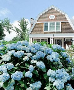 a house with blue flowers in front of it