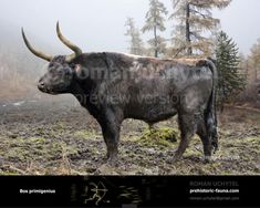 an animal with large horns standing in the middle of a dirt and grass covered field