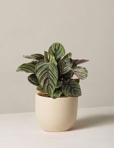 a potted plant sitting on top of a table