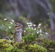 a small chipper standing on its hind legs in the mossy ground with white flowers