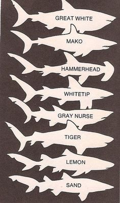 a black and white poster with different types of sharks