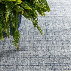 a potted plant sitting on top of a blue rug next to a green plant