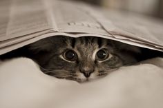 a cat peeking out from underneath a blanket