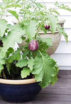 a potted plant sitting on top of a wooden table