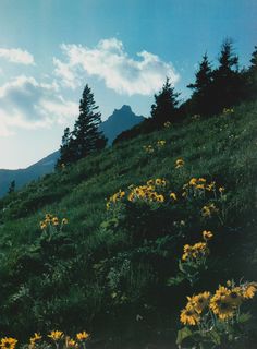 the sun shines on some wildflowers and mountains