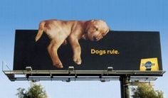 a large billboard with a dog on it's side and the words dogs rule