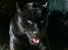 a black leopard with its tongue hanging out