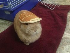 a hamster with a pancake on it's head