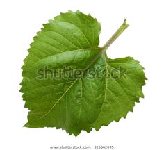 green leaf on white background with clipping