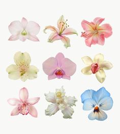 several different types of flowers on a white background