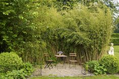 an outdoor table and chairs in the middle of a garden with tall trees behind it