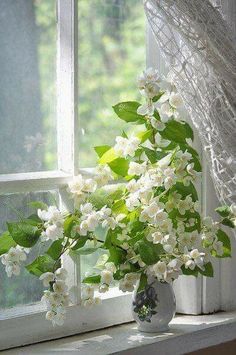 a vase filled with white flowers sitting on top of a window sill