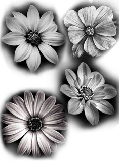 black and white flowers are shown in four different shapes, with one flower on the left side