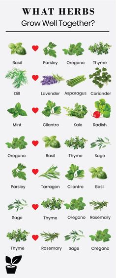 what herbs grow well together? info sheet for the plant identification system, with instructions