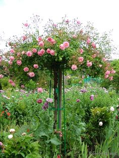 a garden filled with lots of pink flowers