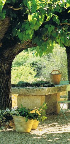 a table and chairs under a tree with potted plants on the ground underneath it