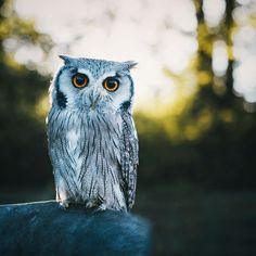 an owl sitting on top of a rock in front of some trees with yellow eyes