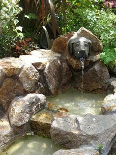 a dog that is standing in the water near some rocks and plants with it's head sticking out