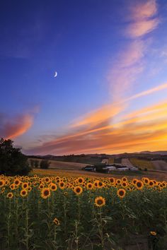 the sun is setting over a field of sunflowers