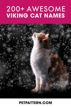 a cat sitting in the snow with text overlay reading 200 + awesome viking cat names