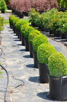 many potted plants are lined up in the middle of a garden area with no leaves on them