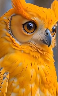 a close up of a yellow bird with big eyes