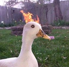 a white duck standing on top of a lush green field next to a fire pit