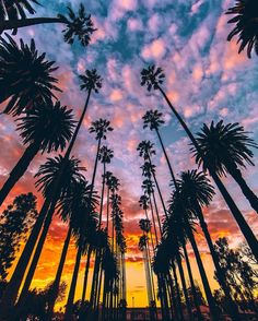 palm trees are silhouetted against an orange and blue sky