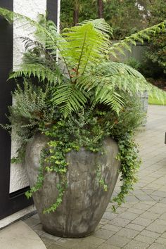 a large potted plant sitting on the side of a building