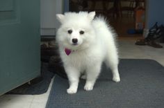 a small white dog standing on top of a rug