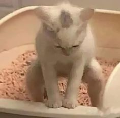 a white cat is sitting in a litter box and looking at the camera with an intense look on its face