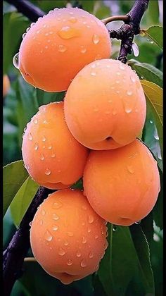 some oranges are hanging from a tree with water droplets on them