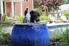 there is a dog that is playing in the water fountain on the side of the house